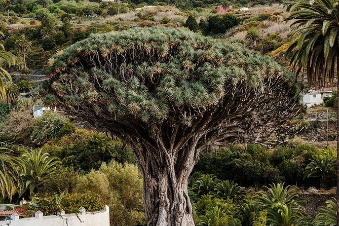 Tenerife Grand Tour: including Teide National Park and Masca - Teide National Park and Los Roques de García: 30 minutes of serious drama