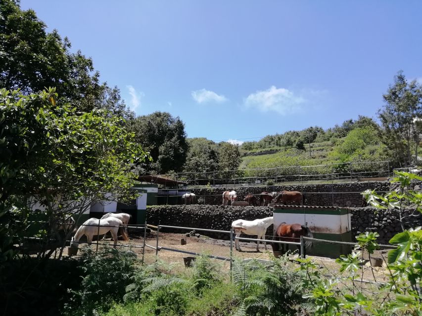 Tenerife: Guided Horseback Riding Tour to the Lomo Forest - Stop-by-stop flow: what happens at each moment of the day