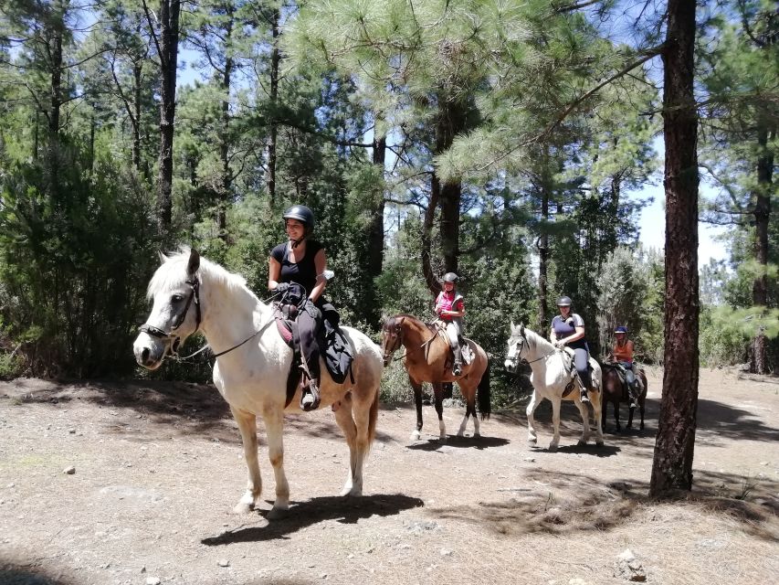 Tenerife: Guided Horseback Riding Tour to the Lomo Forest - Who it suits best, and who should skip it