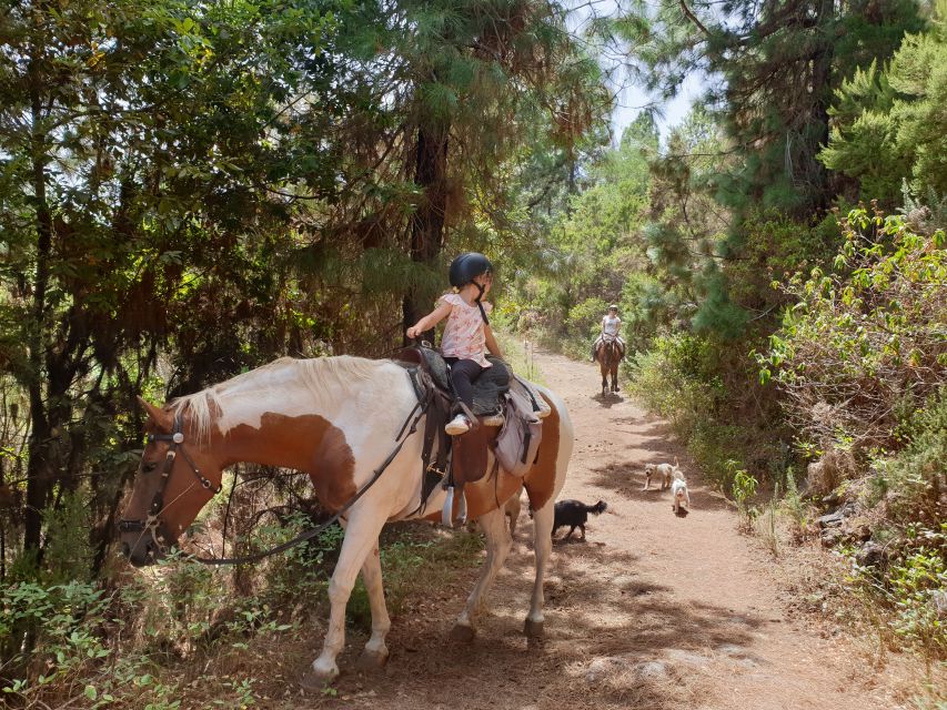 Tenerife: Guided Horseback Riding Tour to the Lomo Forest - Getting there: the main road directions that save you time