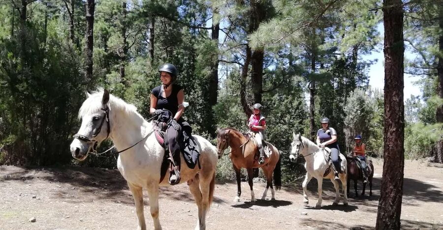 Tenerife: Guided Horseback Riding Tour to the Lomo Forest - Your 11:00 arrival at Finca Estrella, and what happens before you ride