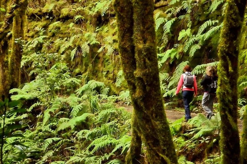 Tenerife: Guided tour guide in the Anaga Rural Park - Key highlights at a glance