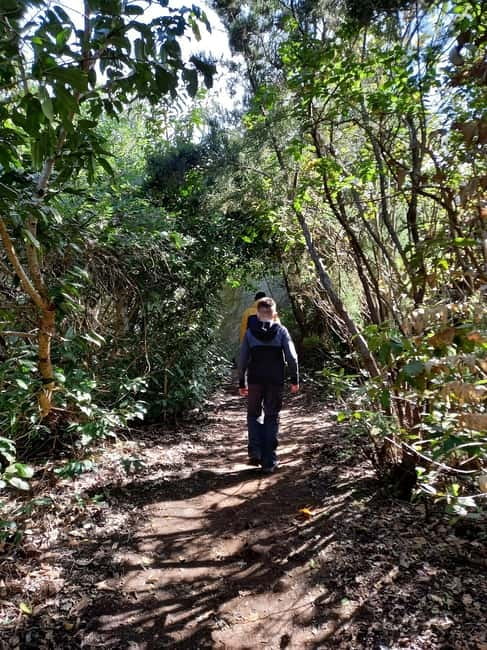 Tenerife: Guided tour guide in the Anaga Rural Park - Why Anaga’s UNESCO laurel forest feels like Tenerife’s green lung