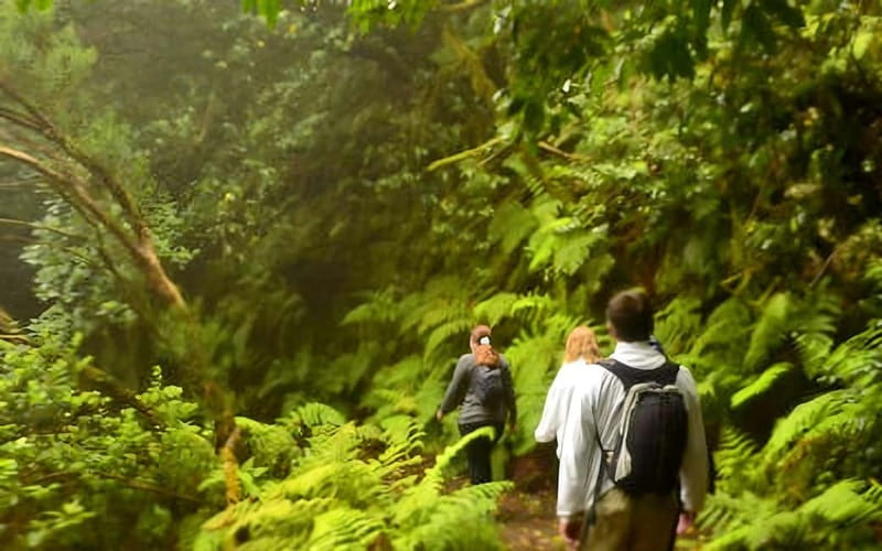Tenerife: Guided tour guide in the Anaga Rural Park - Entering Bosque de los Enigmas: what you’ll actually see and learn