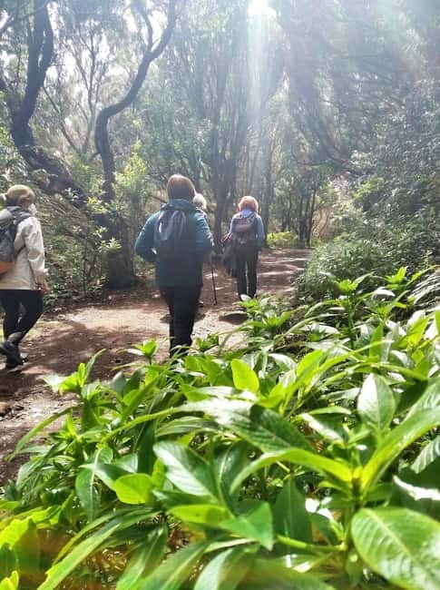 Tenerife: Guided tour guide in the Anaga Rural Park - Starting at Cruz del Carmen: timing, duration, and how the tour flows