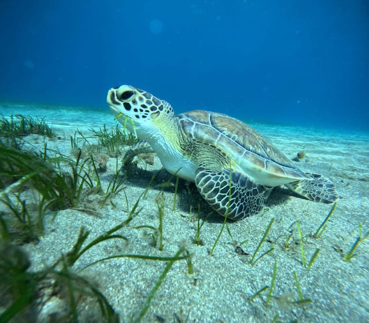 Tenerife: Half-Day Snorkeling Tour - Gear and wetsuit comfort: how the tour sets you up to see fish