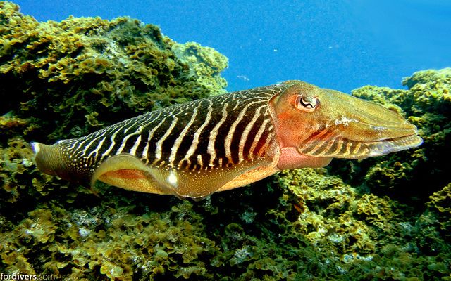 Tenerife: Half-Day Snorkeling Tour - Small-group vibe and safety: what the guide does right