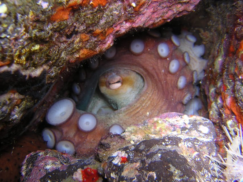 Tenerife: Half-Day Snorkeling Tour - Price and logistics: what you get for $69, and what costs extra