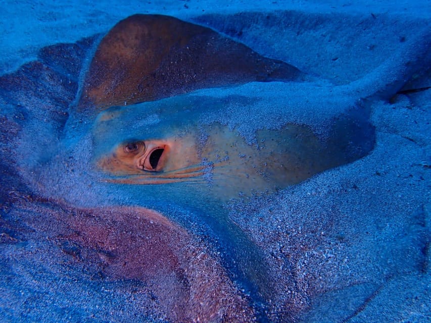 Tenerife: Half-Day Snorkeling Tour - Families, friends on the beach, and mixed comfort levels