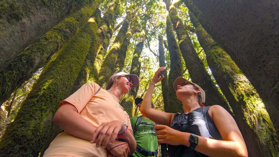 Tenerife: Hiking Tour Above Masca & Enchanted Forest - Why This Tenerife Hike Feels Like More Than One Trip