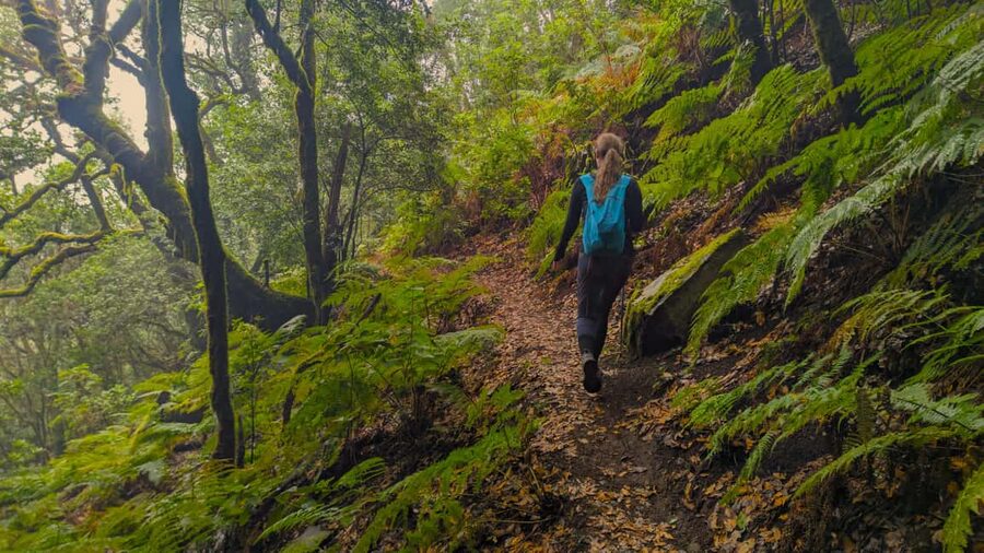 Tenerife: Hiking Tour Above Masca & Enchanted Forest - The Enchanted Forest Effect, Why Moss and Mist Matter