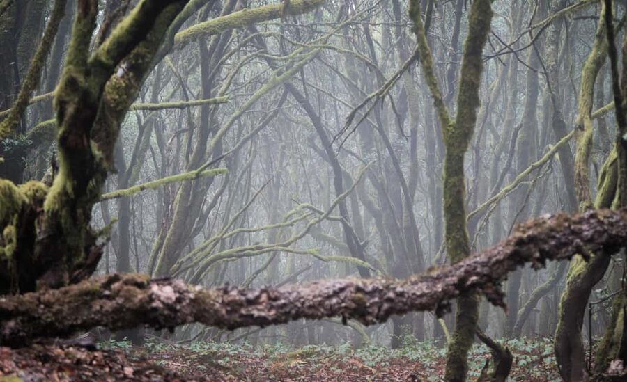 Tenerife: Hiking Tour Above Masca & Enchanted Forest - Guides and Group Size: Why Small Feels Better on This Trail