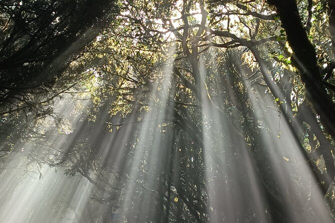 Tenerife: Hiking Tour in Anaga Mountains and Enchanted Forest - The Final Climb and Why This One Is Really About Footing
