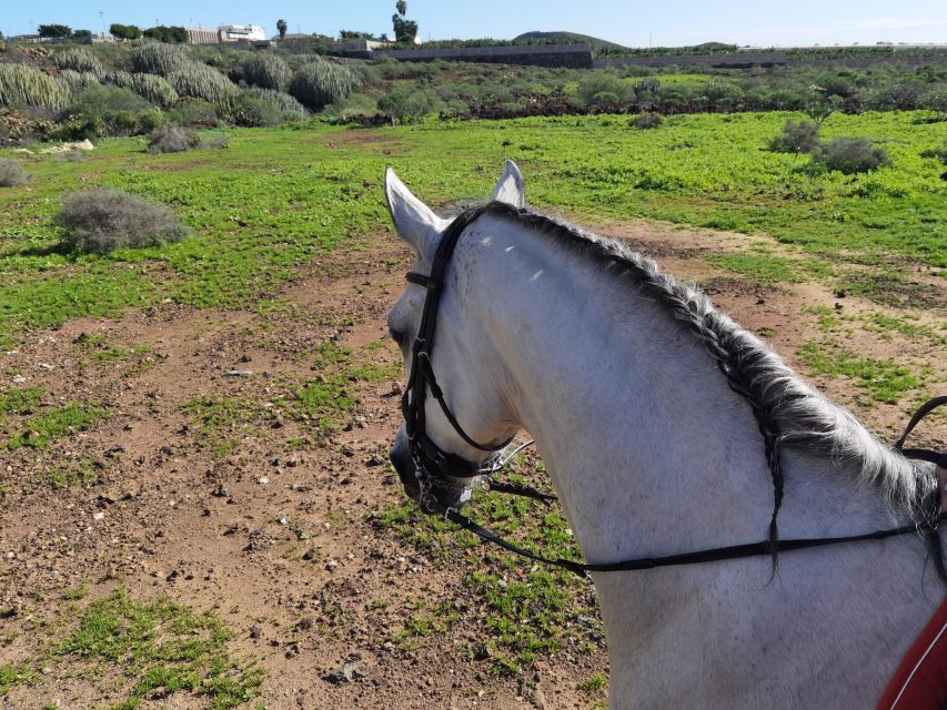 Tenerife: Horseback Ride with Instructor - Booking smart: choosing 1-hour vs 2-hour and planning your day