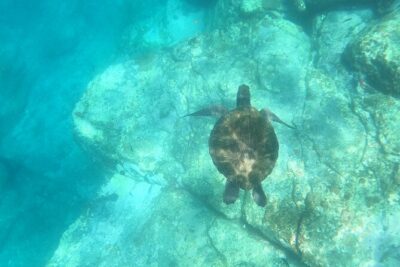 Kayak and snorkel with marine life safari