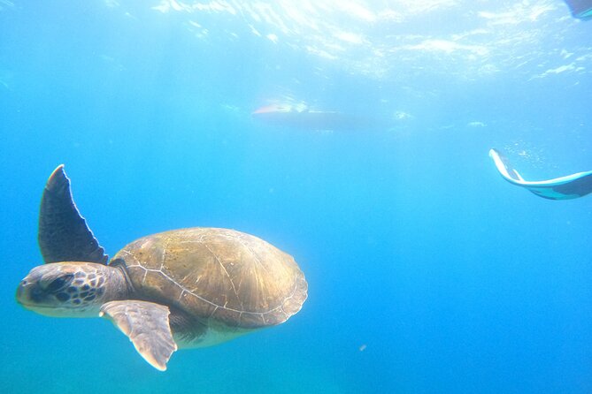 Tenerife: Kayak and snorkel with marine life safari - Snacks, drinks, and the end-of-tour “toast” feeling