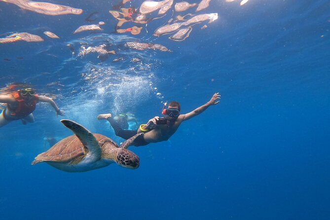Tenerife: Kayak and snorkel with marine life safari - What to know before you go: effort, limits, and health notes