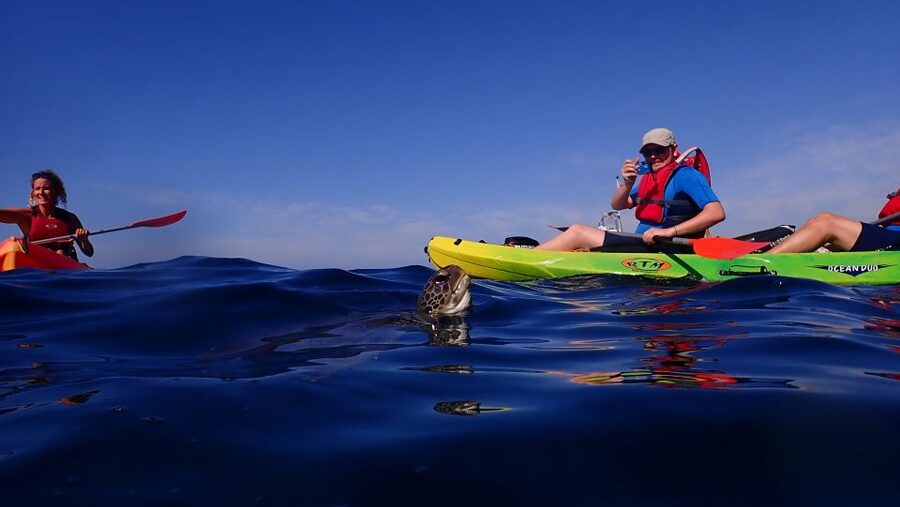 Tenerife: Kayak and Snorkel with Turtles, Wetsuits Included - FAQ