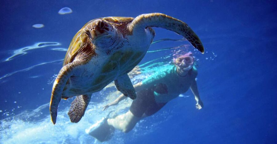 Tenerife: Kayak and Snorkel with Turtles, Wetsuits Included - Wetsuits Included, But You Must Be a Confident Swimmer