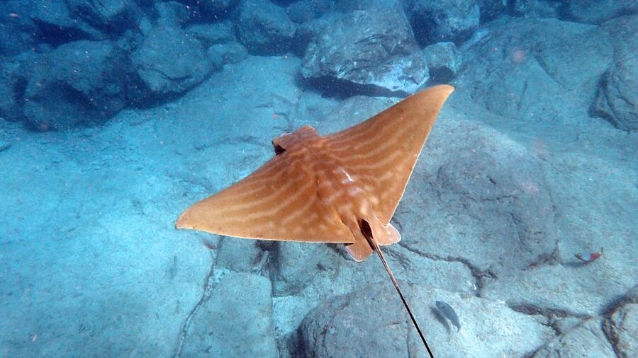 Tenerife: Kayak and Snorkel with Turtles, Wetsuits Included - Wildlife Expectations: 90 Percent Odds, Green Turtles, and Pods Up to 30 Dolphins