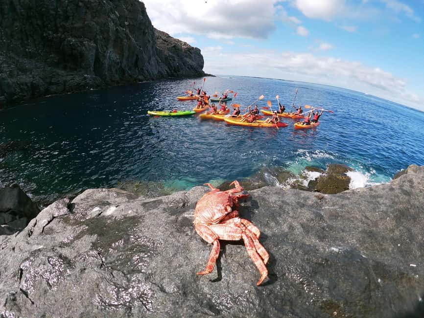 Tenerife: Kayak and Snorkeling Tour with Marine Life - Snorkel time in an exclusive bay, what you are really doing