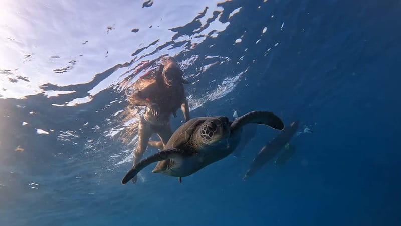 Tenerife: Kayak and Snorkeling Tour with Photos - Kayak Time: Learning Coastal Protection While You Paddle Toward Wildlife