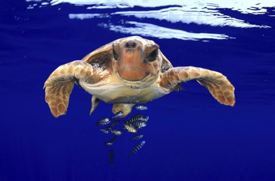 Tenerife: Kayak Safari and Sea Turtle Snorkeling with Photos - What You Actually Get for $29: Value Breakdown That Makes Sense