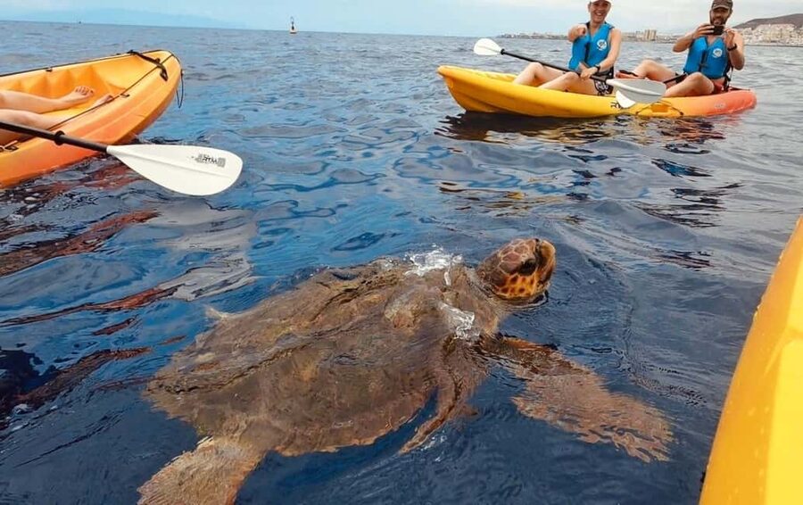 Tenerife: Kayak Safari and Sea Turtle Snorkeling with Photos - Why This Kayak Safari in Tenerife Feels Different From a Boat Trip
