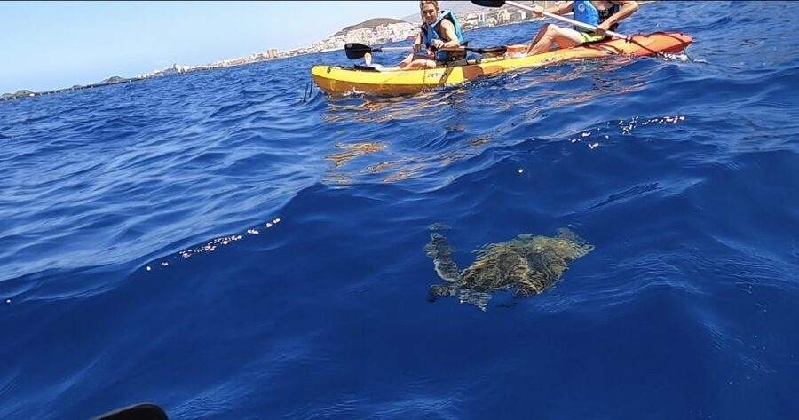 Tenerife: Kayak Safari and Sea Turtle Snorkeling with Photos - Kayaking Toward the Protected Cliffs of Guaza: The Main Wildlife Stretch
