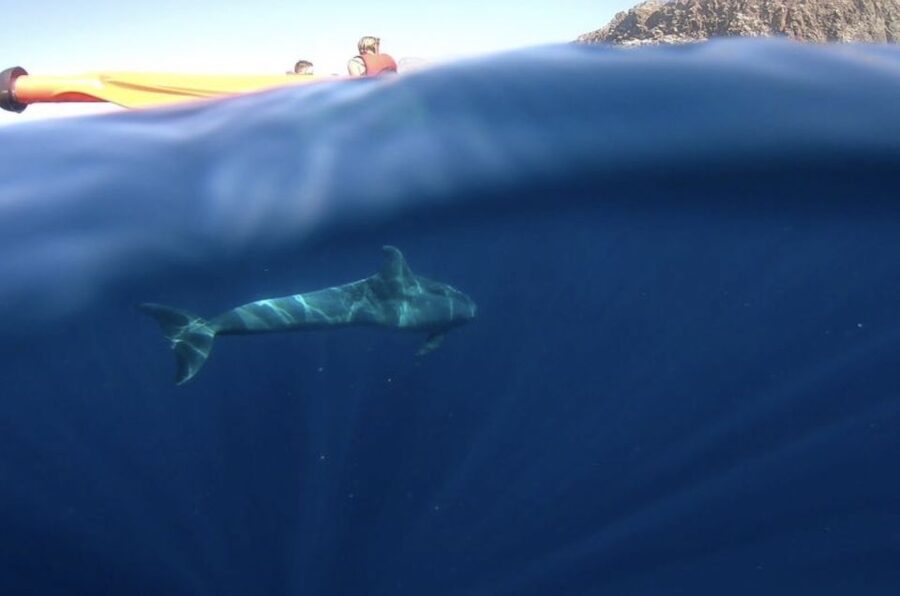 Tenerife: Kayak Safari and Sea Turtle Snorkeling with Photos - The Guide Factor: Why the Human Touch Matters Here