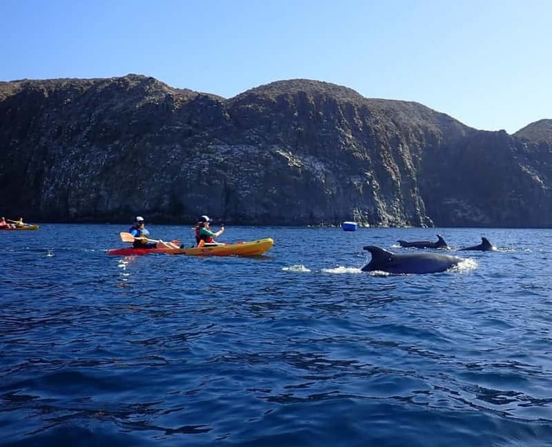 Tenerife: Kayak & Snorkel Tour with Snacks & Sea Life Safari - Key highlights worth planning for