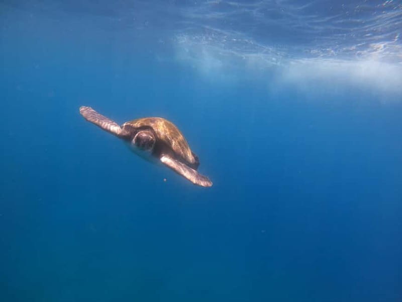 Tenerife: Kayak & Snorkel Tour with Snacks & Sea Life Safari - The paddle begins: Playa Los Cristianos and a guided turtle and dolphin hunt