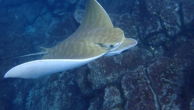 Tenerife: Kayak & Snorkel Tour with Snacks & Sea Life Safari - Price and value: does $30 for 3 hours make sense