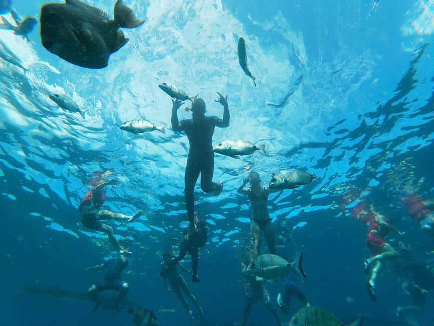 Tenerife: Kayak & Snorkeling, Marine Fauna Watching - Kayaking Into Costa Adeje Waters: How the “View Point” Minutes Help You Spot Wildlife