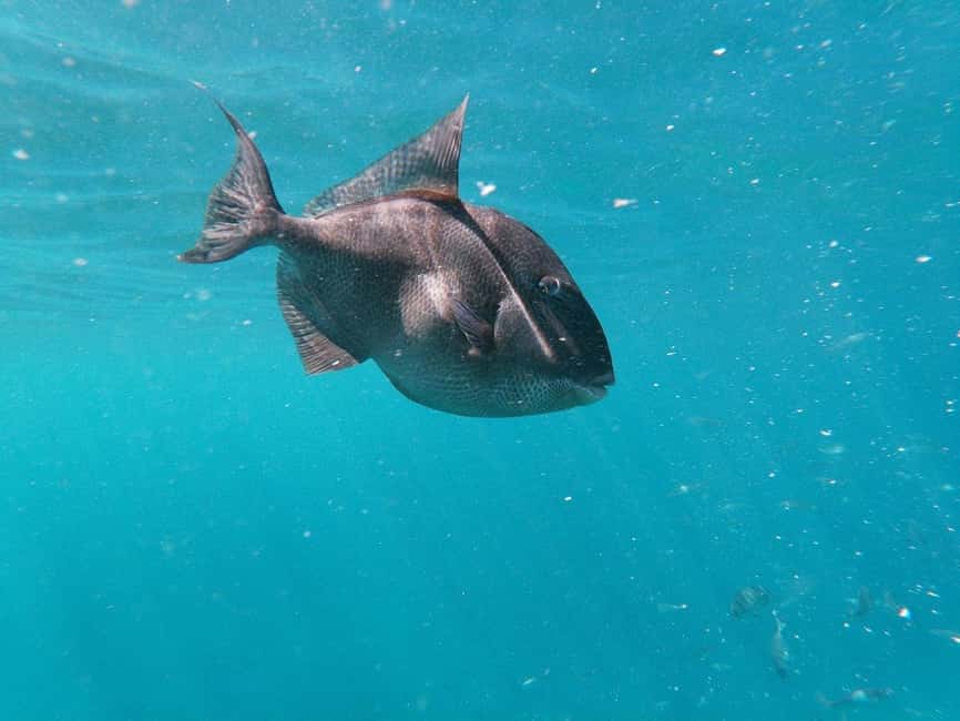 Tenerife: Kayak & Snorkeling, Marine Fauna Watching - Snorkeling Without the Hassle: Fish, Turtles, and Waterproof Bag Peace of Mind