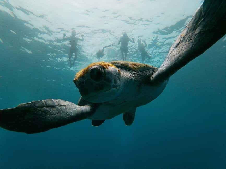 Tenerife: Kayak & Snorkeling, Marine Fauna Watching - The 3-Hour Flow: Safety, Paddling, and Those Secret Stops