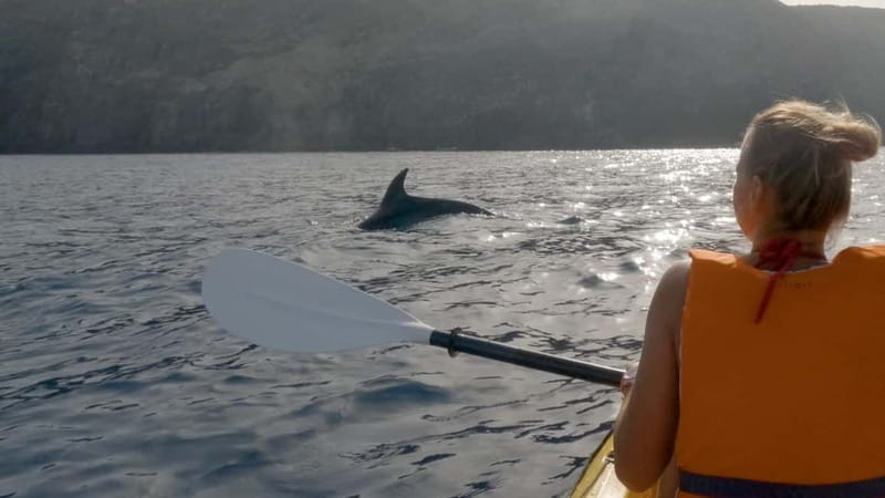 Tenerife: Kayak & Snorkeling Tour - Small Groups - Dolphin watching and marine life viewing on calm water