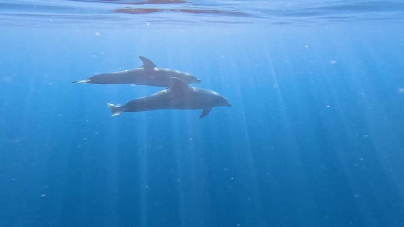 Tenerife: Kayak & Snorkeling Tour - Small Groups - The photo option: easy souvenirs without ruining your hand-free ocean time