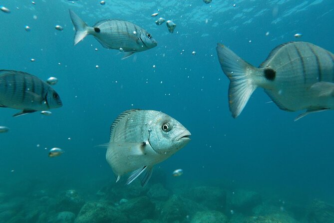 Tenerife Kayak Tour with Marine Wildlife Spotting and Snorkeling - Costa Adeje and Adeje waters: the wildlife hunt part