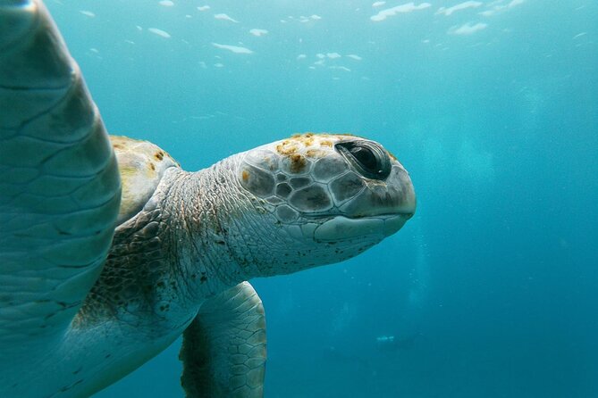 Tenerife Kayak Tour with Marine Wildlife Spotting and Snorkeling - Snorkeling break: masks, waterproof bags, and a realistic expectation