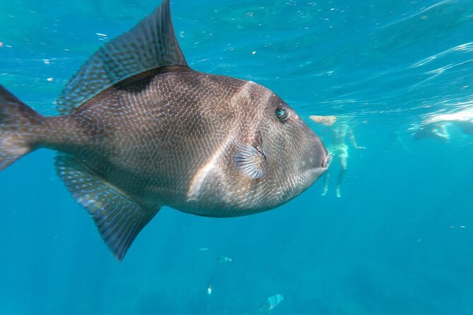 Tenerife Kayak Tour with Marine Wildlife Spotting and Snorkeling - Wildlife spotting style: how to spot without stressing