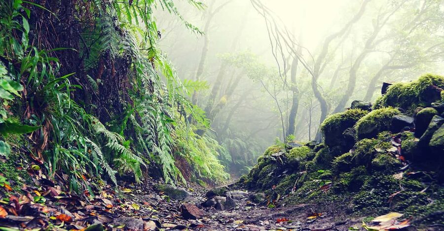 Tenerife: La Laguna & Anaga hike - A day that mixes hotel pickup with two very different Tenerife vibes