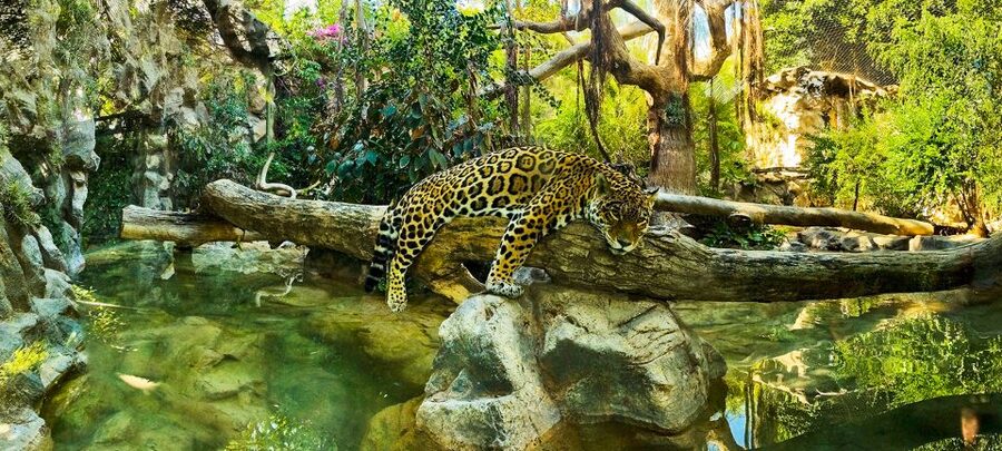 Tenerife: Loro Parque Entry Ticket - Food, Toilets, and Break Spots: Plan for Midday Energy