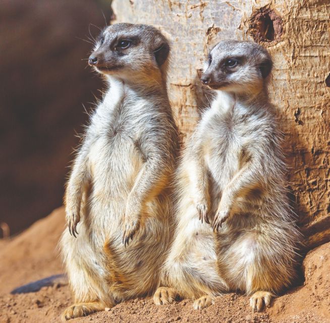 Tenerife: Loro Parque Entry Ticket - What Your One-Day Entry Ticket Includes (and What It Doesn’t)