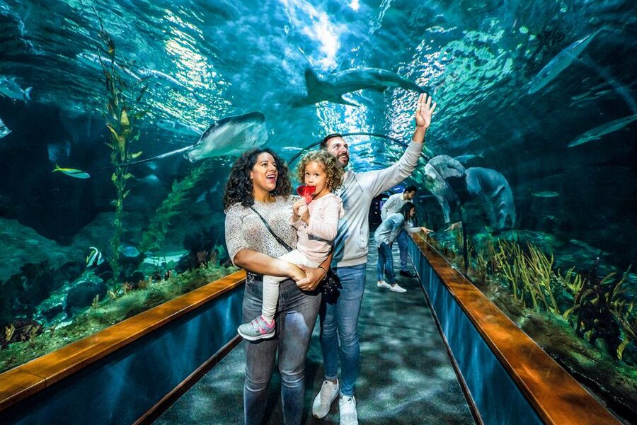 Tenerife: Loro Parque Entry Ticket - Orca Ocean and the Big Water Shows: The Day’s Main Anchor