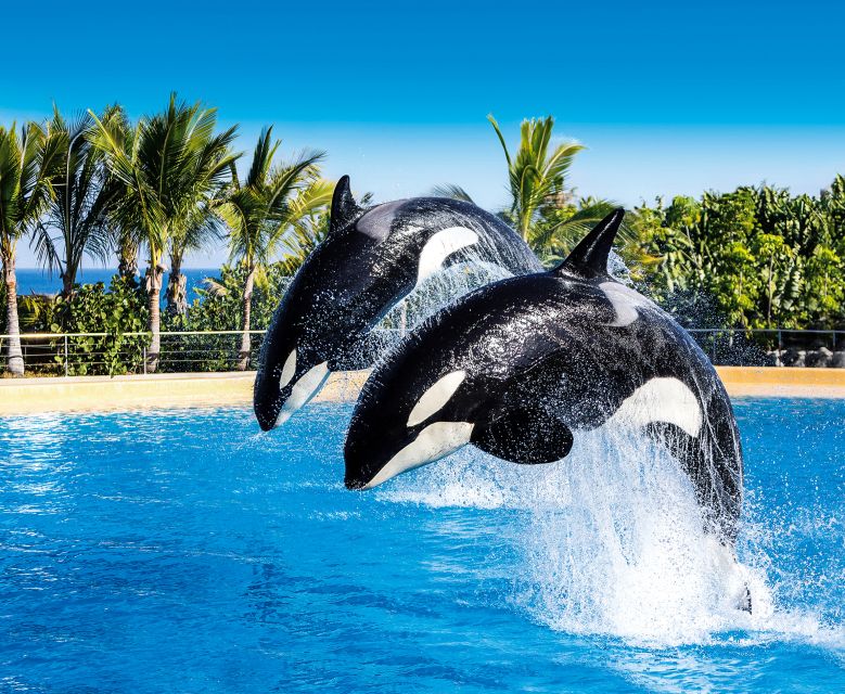 Tenerife: Loro Parque Entry Ticket - Kinderlandia and Orca Roller Coaster: Family Fun Without Losing the Plot
