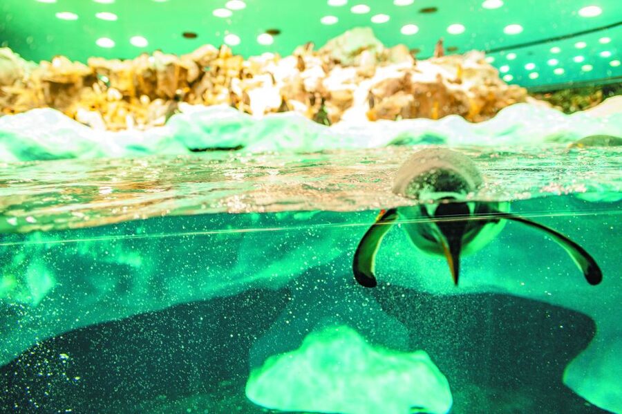 Tenerife: Loro Parque & Siam Park Entry Ticket with Transfer - Key highlights worth knowing before you go