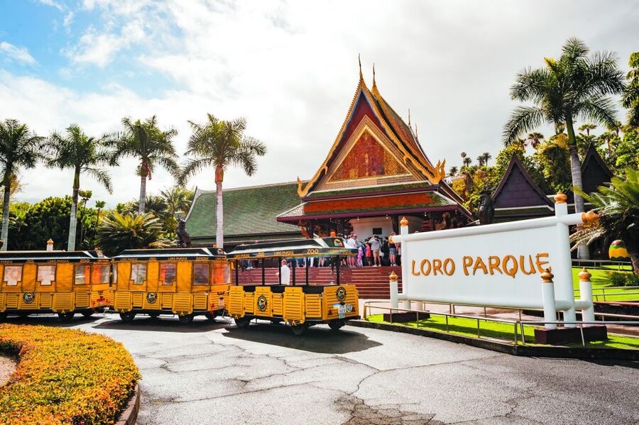 Tenerife: Loro Parque & Siam Park Entry Ticket with Transfer - Loro Parque: animals, orchids, and the big show lineup