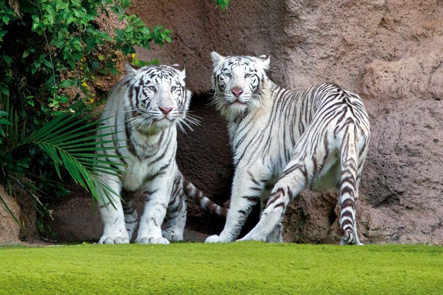 Tenerife: Loro Parque & Siam Park Entry Ticket with Transfer - Getting there from the south: bus ride times, pickups, and patience