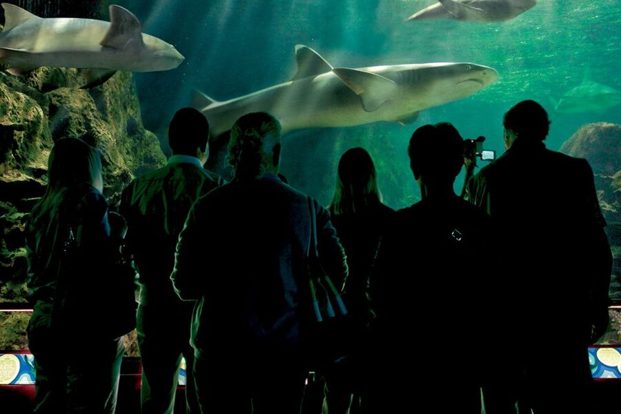 Tenerife: Loro Parque & Siam Park Entry Ticket with Transfer - Value check: when this twin ticket makes financial sense